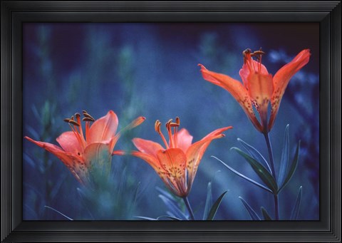 Framed Alberta, Jasper National Park Wood lily flowers Print