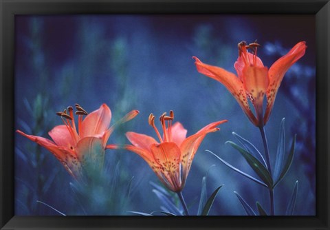 Framed Alberta, Jasper National Park Wood lily flowers Print