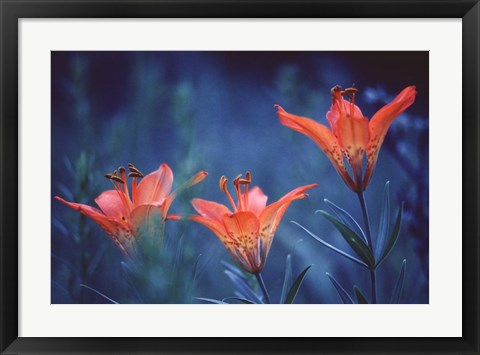 Framed Alberta, Jasper National Park Wood lily flowers Print