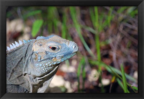 Framed Iguana lizard, Queen Elizabeth II Park, Grand Cayman Print