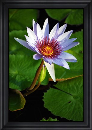 Framed Lily flower pads, Botanic Park, Grand Cayman Print