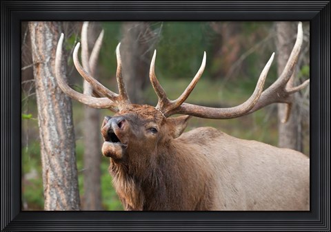 Framed Canada, Alberta, Jasper National Park Bull elk bugling Print