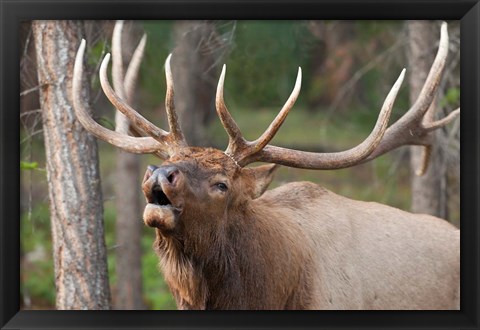 Framed Canada, Alberta, Jasper National Park Bull elk bugling Print