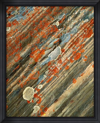 Framed Lichens on stone, Banff NP, Alberta, Canada Print