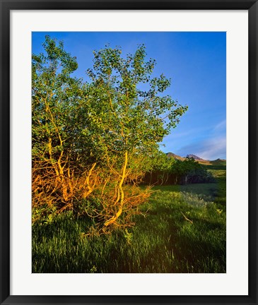 Framed Quaking Aspen Grove along the Rocky Mountain Front in Waterton Lakes National Park, Alberta, Canada Print