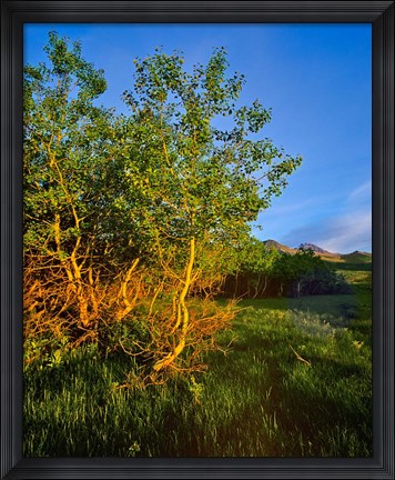 Framed Quaking Aspen Grove along the Rocky Mountain Front in Waterton Lakes National Park, Alberta, Canada Print