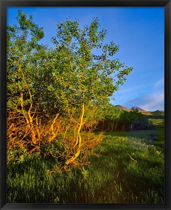 Framed Quaking Aspen Grove along the Rocky Mountain Front in Waterton Lakes National Park, Alberta, Canada Print