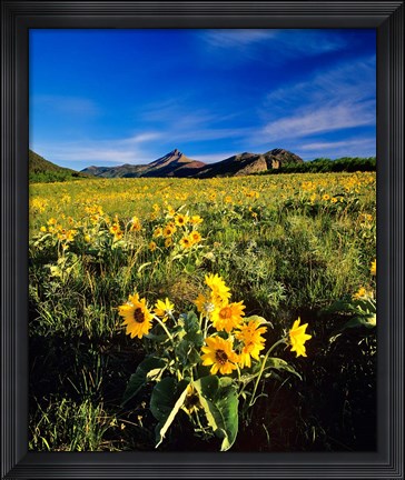 Framed Balsamroot along the Rocky Mountain Front, Waterton Lakes National Park, Alberta, Canada Print