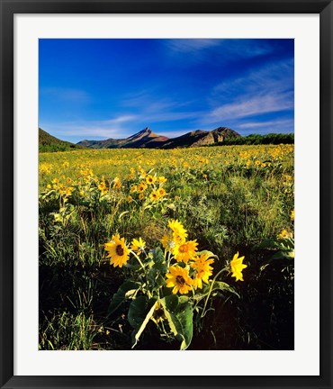 Framed Balsamroot along the Rocky Mountain Front, Waterton Lakes National Park, Alberta, Canada Print