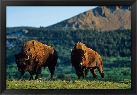 Framed Bison bulls, Waterton Lakes NP, Alberta Canada Print