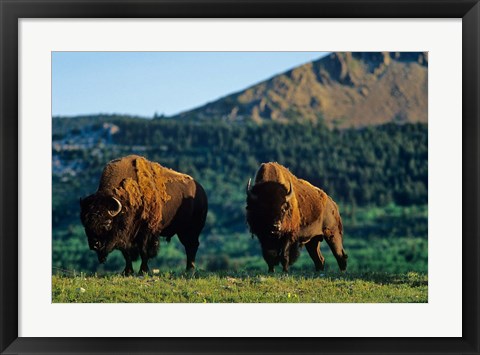 Framed Bison bulls, Waterton Lakes NP, Alberta Canada Print