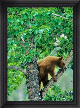 Framed Black bear, aspen tree, Waterton Lakes NP, Alberta Print