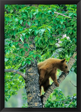 Framed Black bear, aspen tree, Waterton Lakes NP, Alberta Print