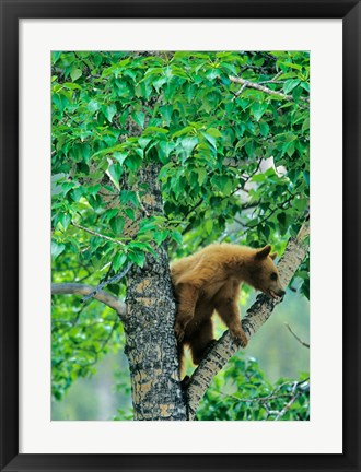 Framed Black bear, aspen tree, Waterton Lakes NP, Alberta Print