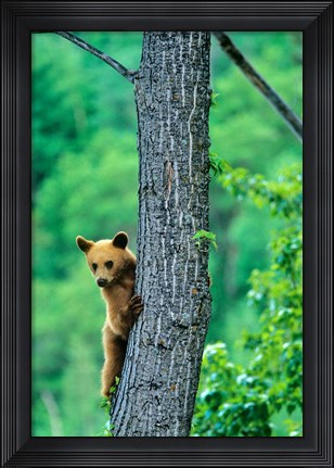 Framed Black bear, Waterton Lakes National Park, Alberta Print