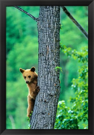 Framed Black bear, Waterton Lakes National Park, Alberta Print