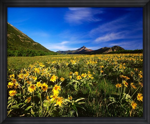 Framed Arrowleaf balsomroot covers the praire, Waterton Lakes National Park, Alberta, Canada Print