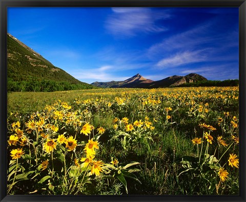 Framed Arrowleaf balsomroot covers the praire, Waterton Lakes National Park, Alberta, Canada Print