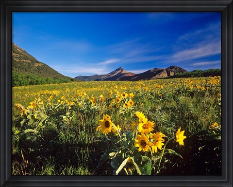Framed Arrowleaf balsomroot flowers, Waterton Lakes NP, Alberta Print