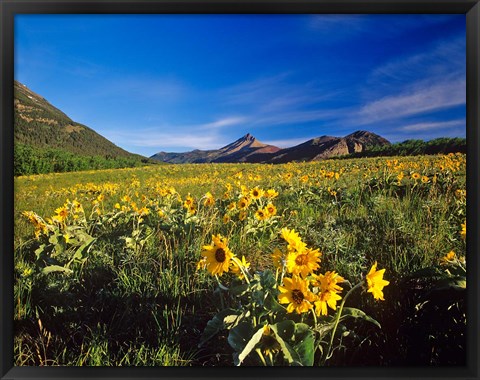 Framed Arrowleaf balsomroot flowers, Waterton Lakes NP, Alberta Print