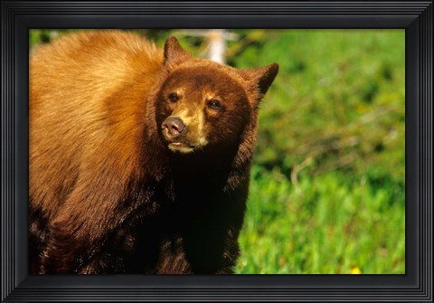 Framed Juvenile black bear, Waterton Lakes NP, Alberta, Canada Print