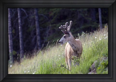 Framed Young deer in Banff National Park, Alberta, Canada Print