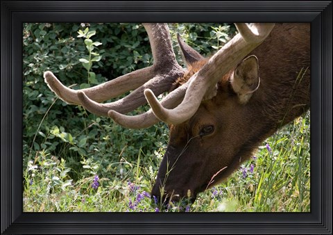 Framed Portrait of Elk Feeding at Jasper National Park, Canada Print
