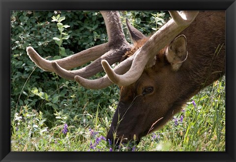 Framed Portrait of Elk Feeding at Jasper National Park, Canada Print