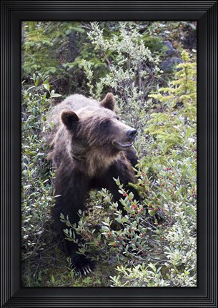 Framed Grizzly bear in Kootenay National Park, Canada Print