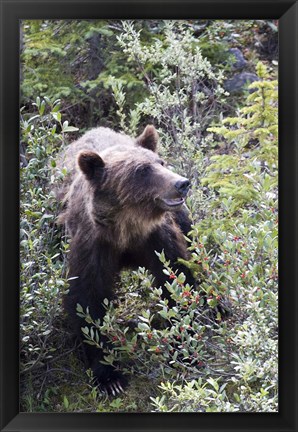 Framed Grizzly bear in Kootenay National Park, Canada Print