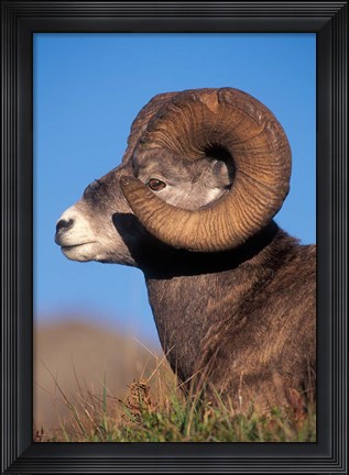 Framed Bighorn Sheep wildlife, Jasper National Park, Alberta Print