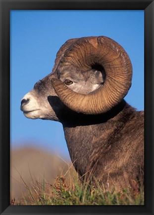 Framed Bighorn Sheep wildlife, Jasper National Park, Alberta Print