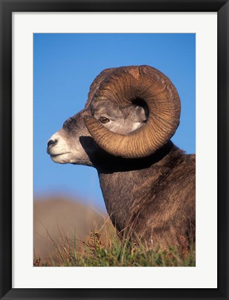 Framed Bighorn Sheep wildlife, Jasper National Park, Alberta Print