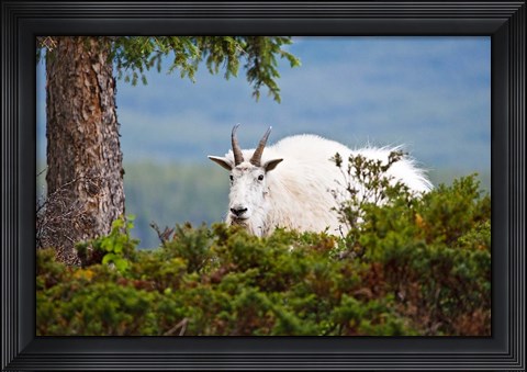 Framed Alberta, Jasper National Park, Mountain Goat wildlife Print