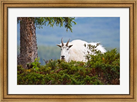 Framed Alberta, Jasper National Park, Mountain Goat wildlife Print