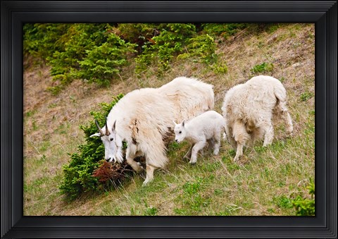 Framed Alberta, Jasper NP, Mountain Goat wildlife Print
