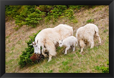 Framed Alberta, Jasper NP, Mountain Goat wildlife Print