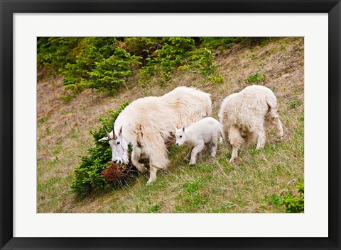 Framed Alberta, Jasper NP, Mountain Goat wildlife Print