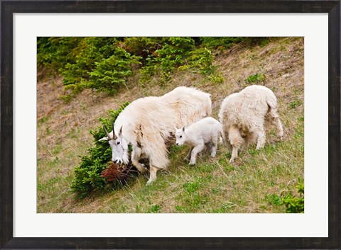 Framed Alberta, Jasper NP, Mountain Goat wildlife Print