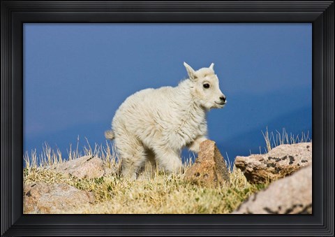 Framed Mountain Goat, Rocky Mountains, Colorado Print