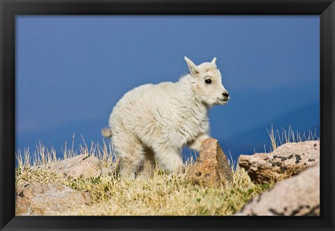 Framed Mountain Goat, Rocky Mountains, Colorado Print