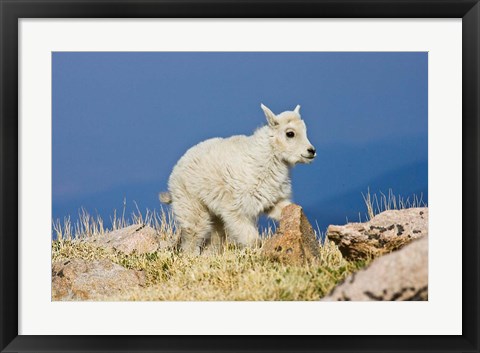 Framed Mountain Goat, Rocky Mountains, Colorado Print