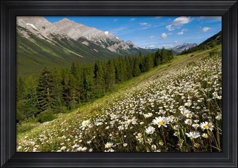 Framed Oxeye daisy flowers, Kananaskis Range, Alberta Print