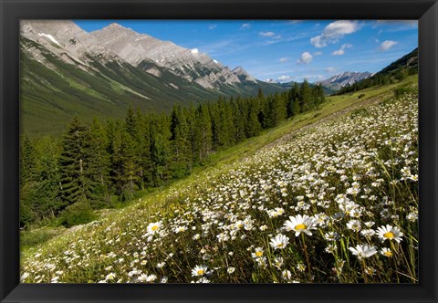 Framed Oxeye daisy flowers, Kananaskis Range, Alberta Print