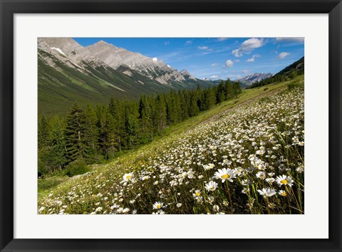 Framed Oxeye daisy flowers, Kananaskis Range, Alberta Print