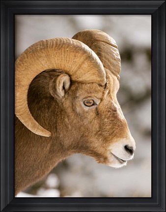 Framed Bighorn sheep, Maligne Canyon, Jasper NP, Alberta Print