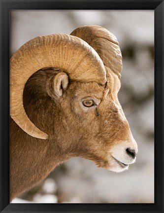 Framed Bighorn sheep, Maligne Canyon, Jasper NP, Alberta Print