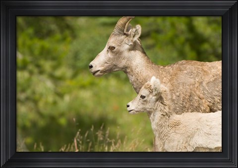 Framed Bighorn sheep wildlife, Peter Lougheed Park, Alberta Print