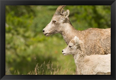 Framed Bighorn sheep wildlife, Peter Lougheed Park, Alberta Print