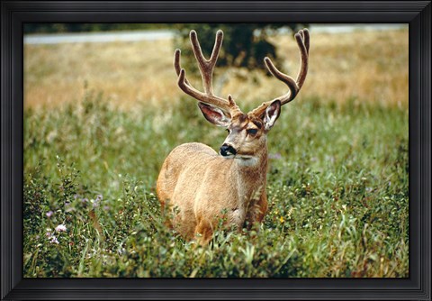 Framed Grazing mule deer buck, Waterton Lakes NP, Canada Print